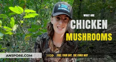 Chicken Mushrooms: A Tasty, Nutritional Treat