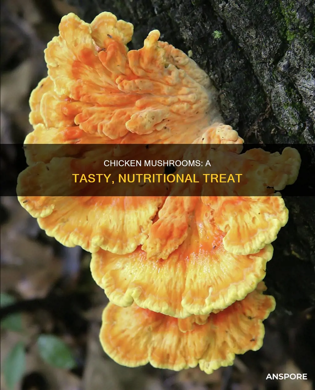 what are chicken mushrooms