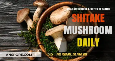 Shiitake Mushrooms: Unlocking Ancient Chinese Health Benefits Daily