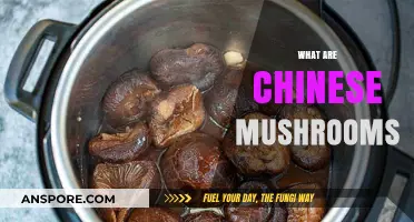 Chinese Mushrooms: Ancient Superfood