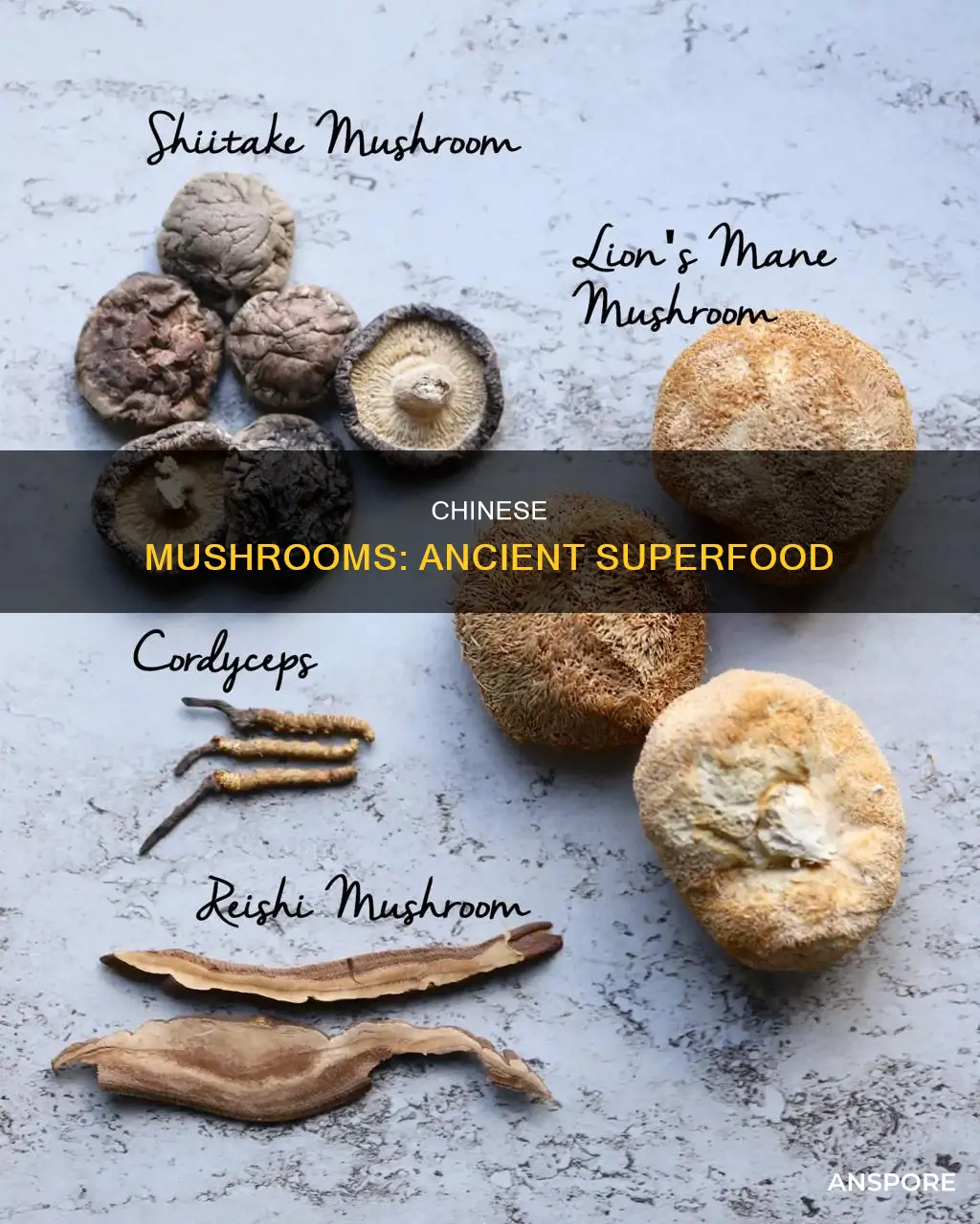what are chinese mushrooms