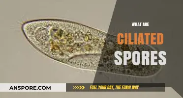 Understanding Ciliated Spores: Structure, Function, and Ecological Significance