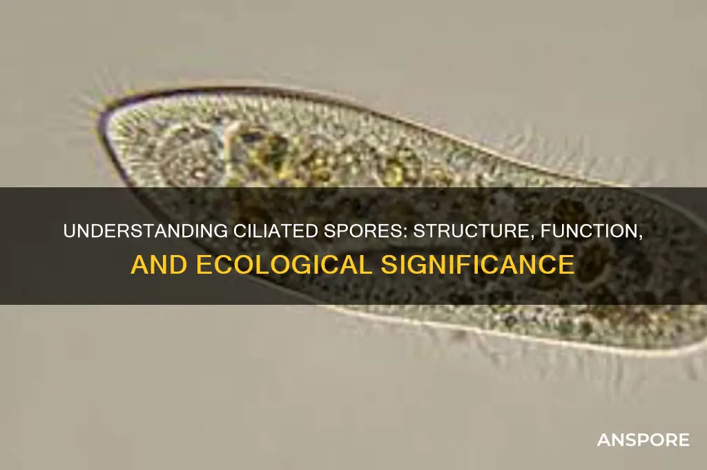 what are ciliated spores