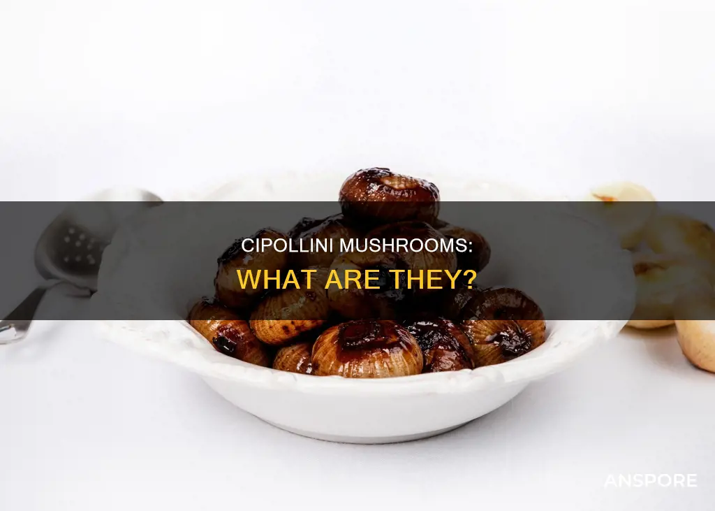 what are cipollini mushrooms