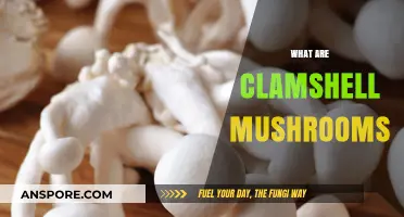 Clamshell Mushrooms: A Tasty Treat