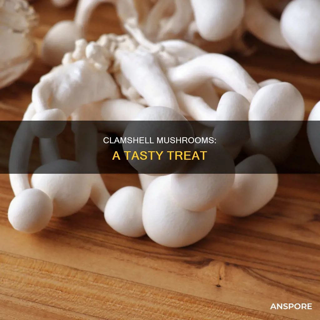 what are clamshell mushrooms