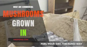 Exploring the Substrates Used for Growing Commercial Mushrooms