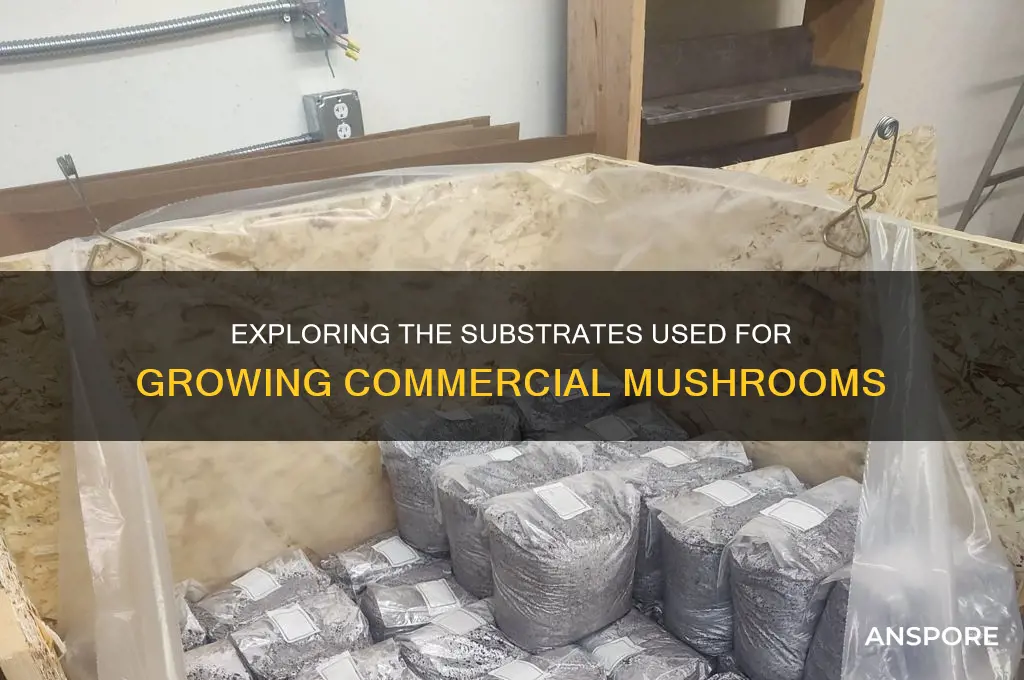 what are commercial mushrooms grown in