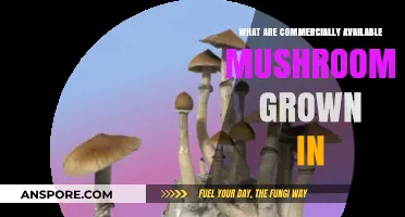 Exploring Substrates: What Commercially Available Mushrooms Are Grown In