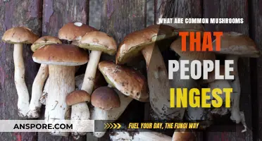 Exploring Edible Mushrooms: Common Varieties People Safely Consume
