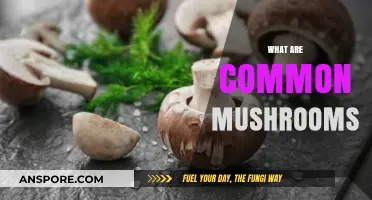 Mushroom Basics: Common Varieties and Uses
