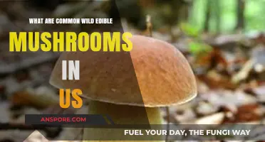 Discovering America's Most Common Wild Edible Mushrooms: A Forager's Guide
