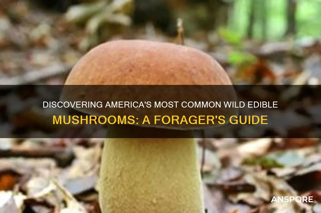 what are common wild edible mushrooms in us