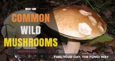 Mushroom Hunting: Identifying Wild Mushrooms