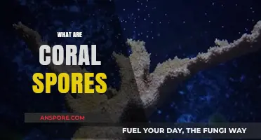 Understanding Coral Spores: Tiny Building Blocks of Reef Ecosystems