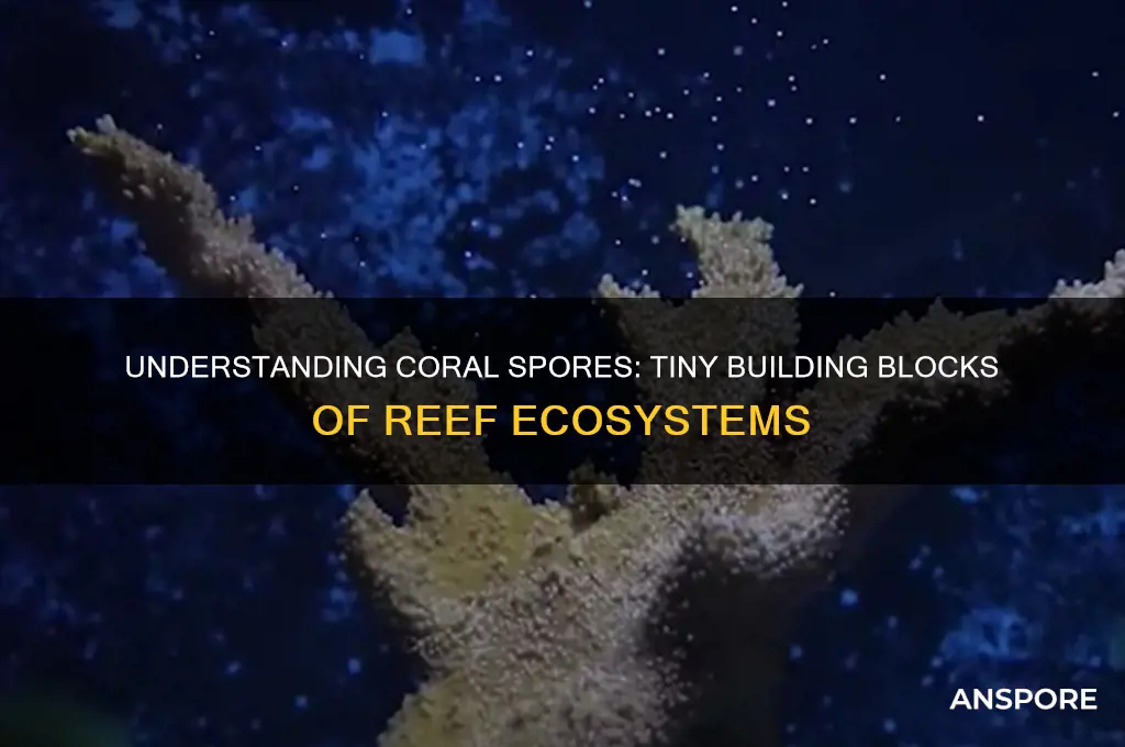 what are coral spores
