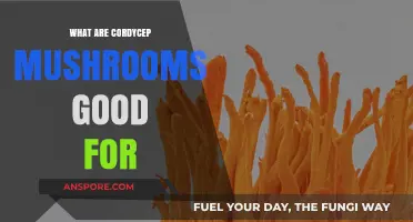 Cordyceps Mushrooms: Unlocking Energy, Immunity, and Wellness Benefits Explained