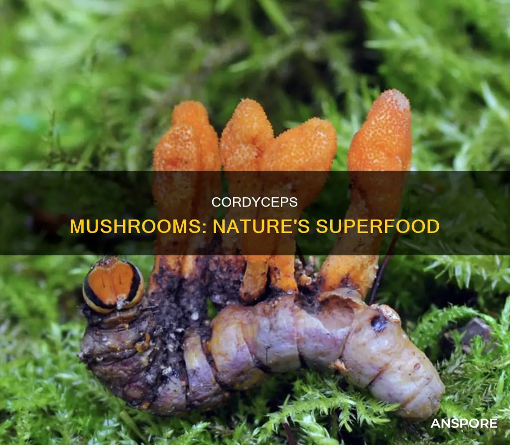 what are cordyceps mushrooms