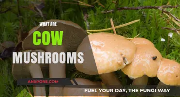 Mushroom Delight: Cow Mushrooms and Their Benefits