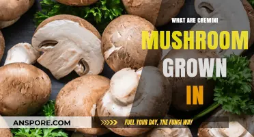 Understanding Cremini Mushroom Cultivation: Substrates and Growing Conditions