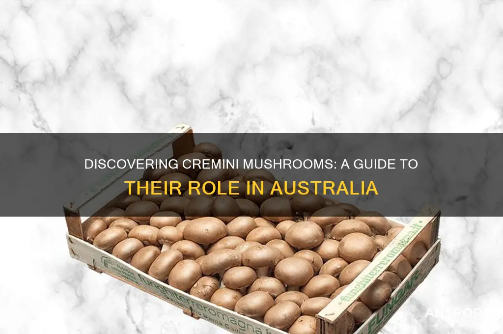 what are cremini mushrooms in australia
