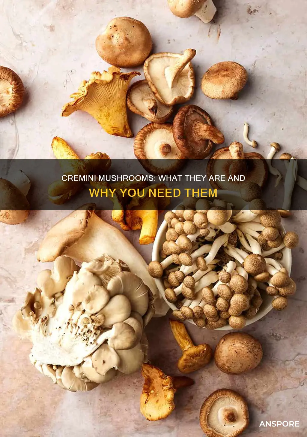 what are cremini mushrooms