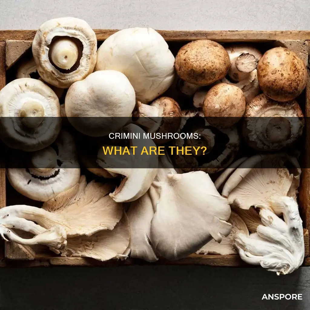 what are crimini mushrooms