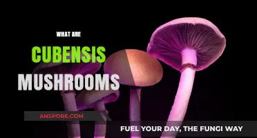 Explore the Magic of Cubensis Mushrooms