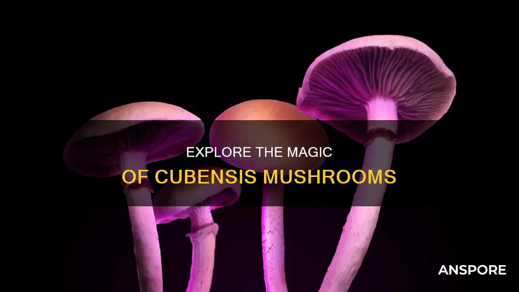 what are cubensis mushrooms