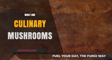 Explore the Magical World of Culinary Mushrooms