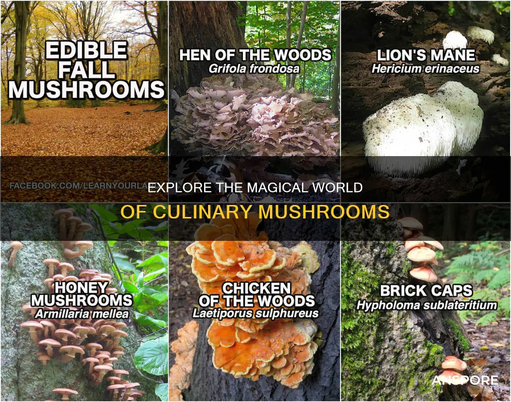 what are culinary mushrooms