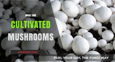 Mushroom Cultivation: Farm-Fresh Fungi for Your Plate