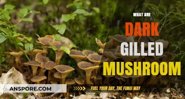 Explore the Mystery of Dark-Gilled Mushrooms