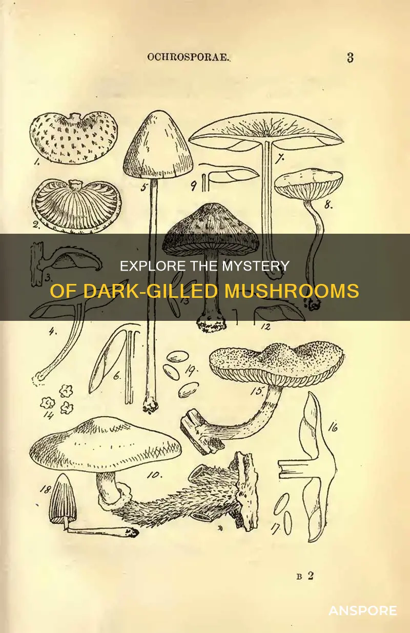 what are dark gilled mushrooms