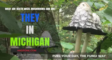 Death Angel Mushrooms in Michigan: Identification, Risks, and Safety Tips