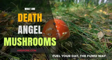 Discover the Truth About Death Angel Mushrooms