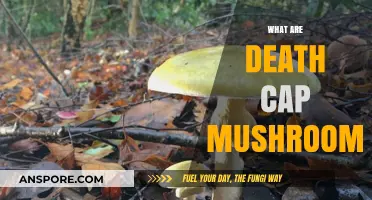 Deadly Death Cap Mushrooms: What You Need to Know
