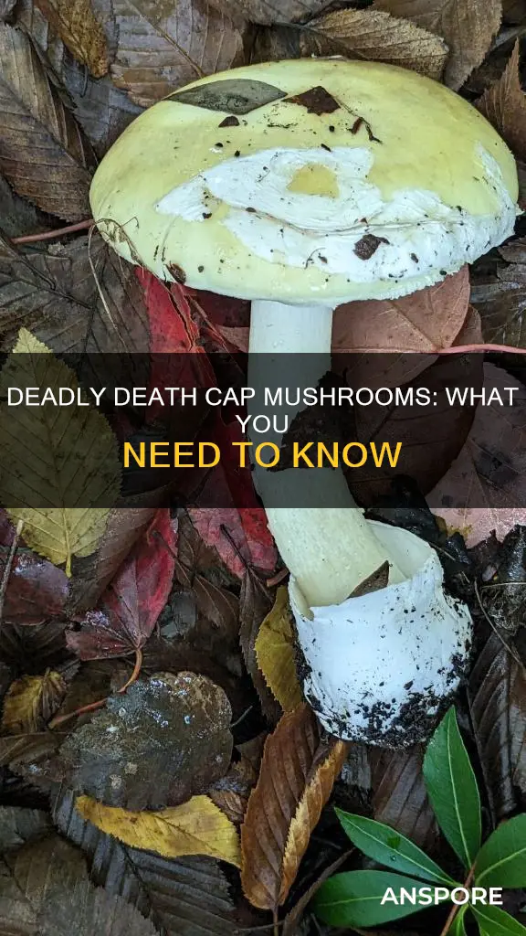 what are death cap mushrooms