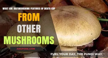 Death Cap Mushrooms: Key Traits Differentiating Them from Safe Varieties