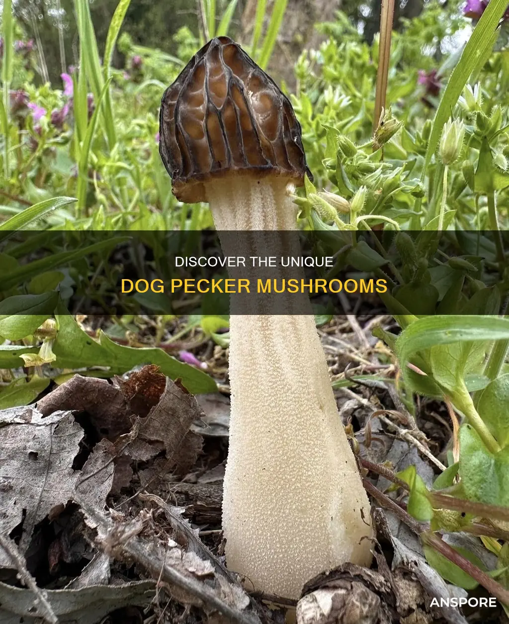 what are dog pecker mushrooms