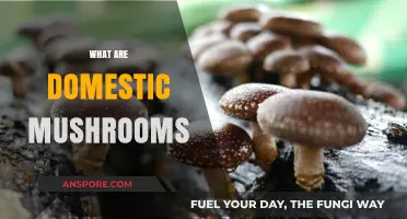 Mushroom Magic: Domestic Mushrooms Explained