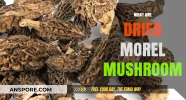 Discover the Unique Flavor and Uses of Dried Morel Mushrooms