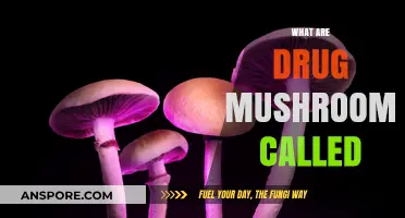 Mushrooms and Drugs: What's in a Name?