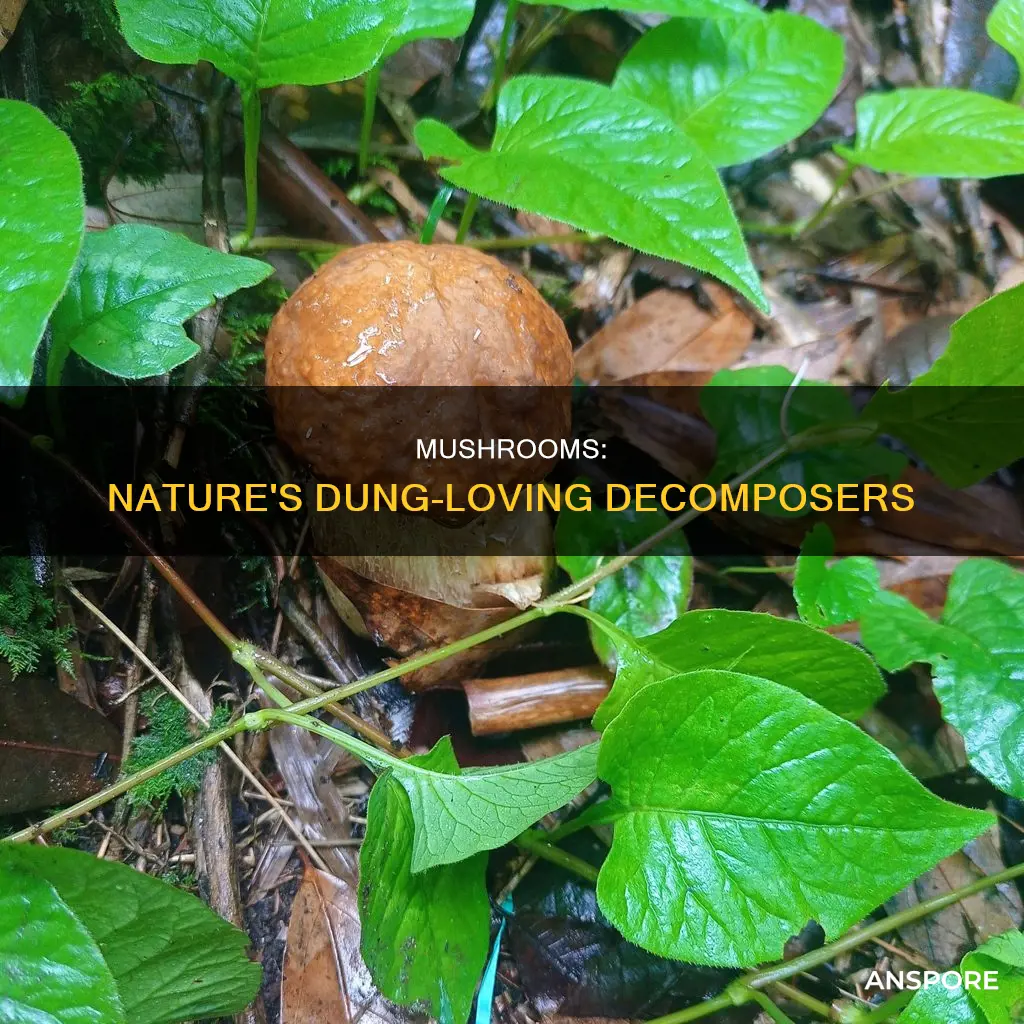 what are dung loving mushrooms