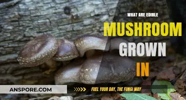 Exploring Substrates: What Are Edible Mushrooms Grown In?