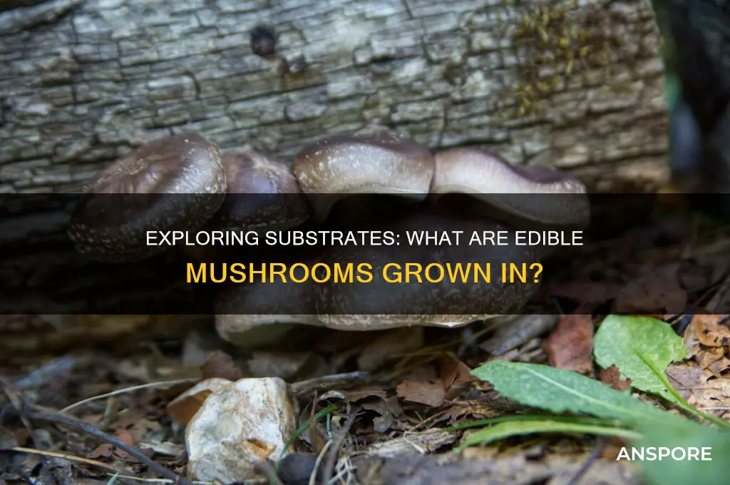 what are edible mushrooms grown in