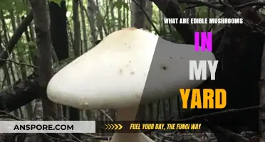 Identifying Safe and Tasty Edible Mushrooms Growing in Your Backyard