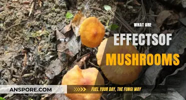 Mushrooms: Their Magical Effects and Benefits