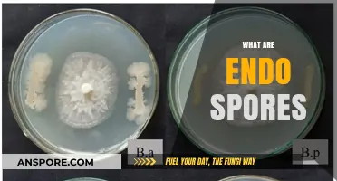 Understanding Endospores: Nature's Ultimate Survival Mechanism Explained