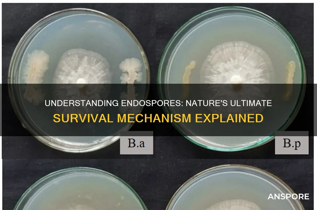 what are endo spores